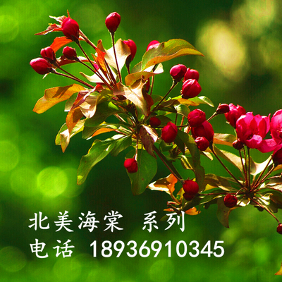 西府海棠垂丝海棠树苗