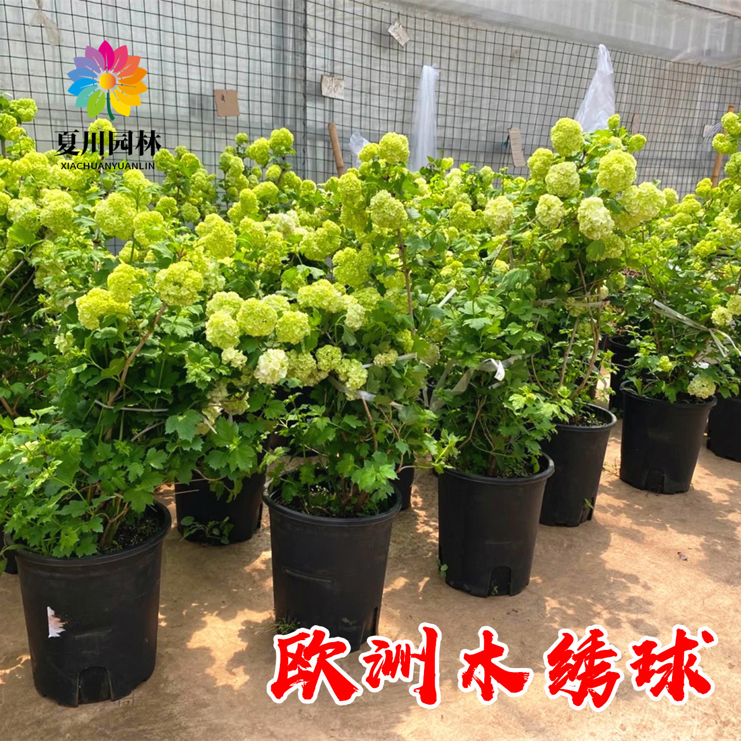 庭院耐寒欧洲木绣球花苗当年开花