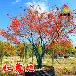 丛生红舞姬枫树苗庭院大型耐寒盆栽造型彩叶风景树原实生日本红枫