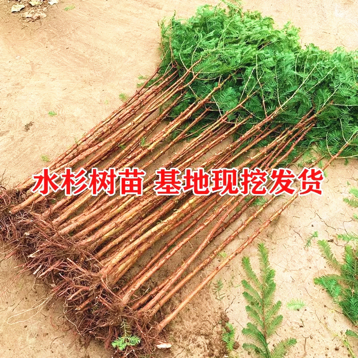 别墅绿化大型风景树金叶水杉树苗