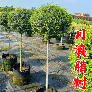 别墅耐寒风景树川滇蜡树四季常青
