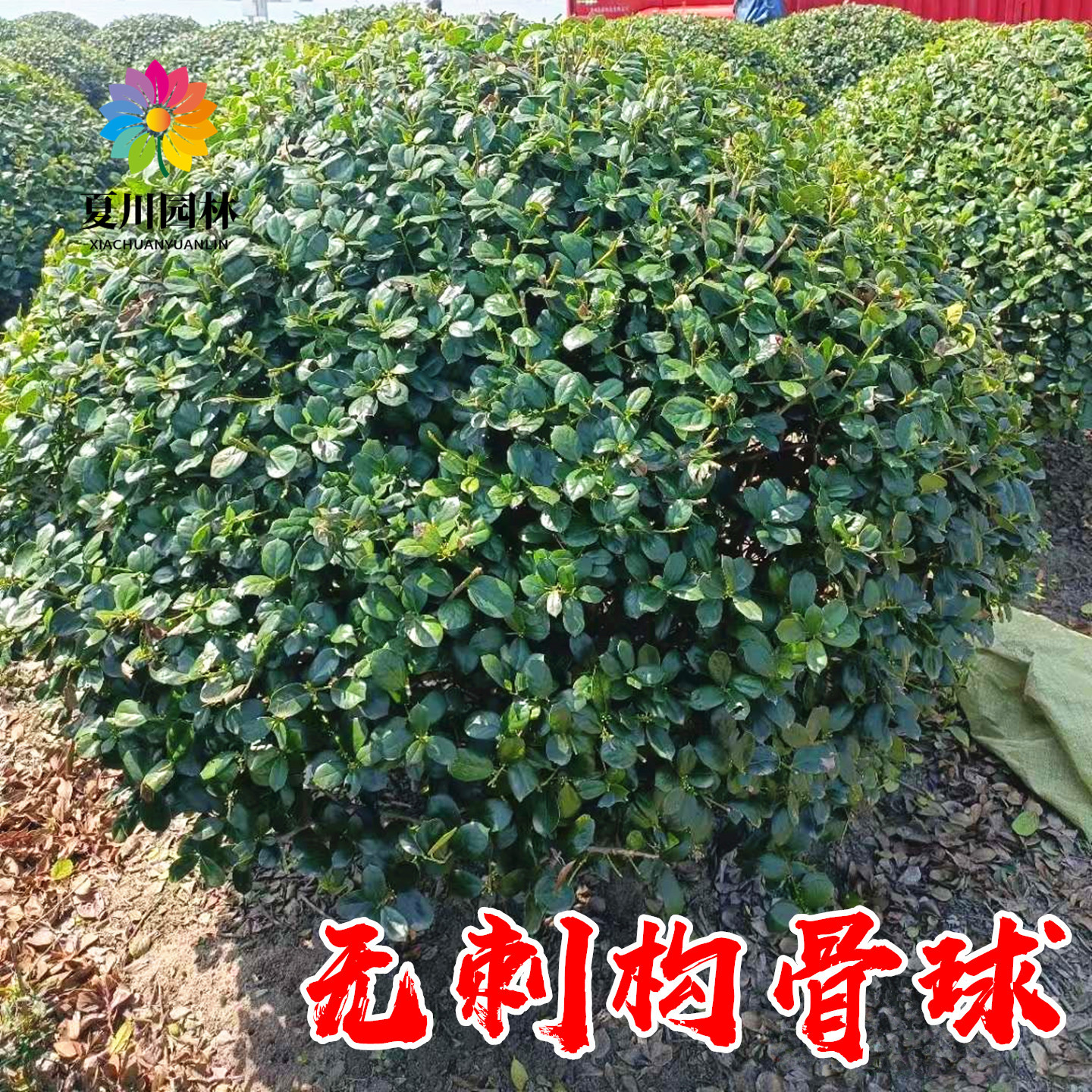 无刺枸骨球树苗鸿运果庭院大型耐寒四季常青绿化风景树冬青枸骨苗