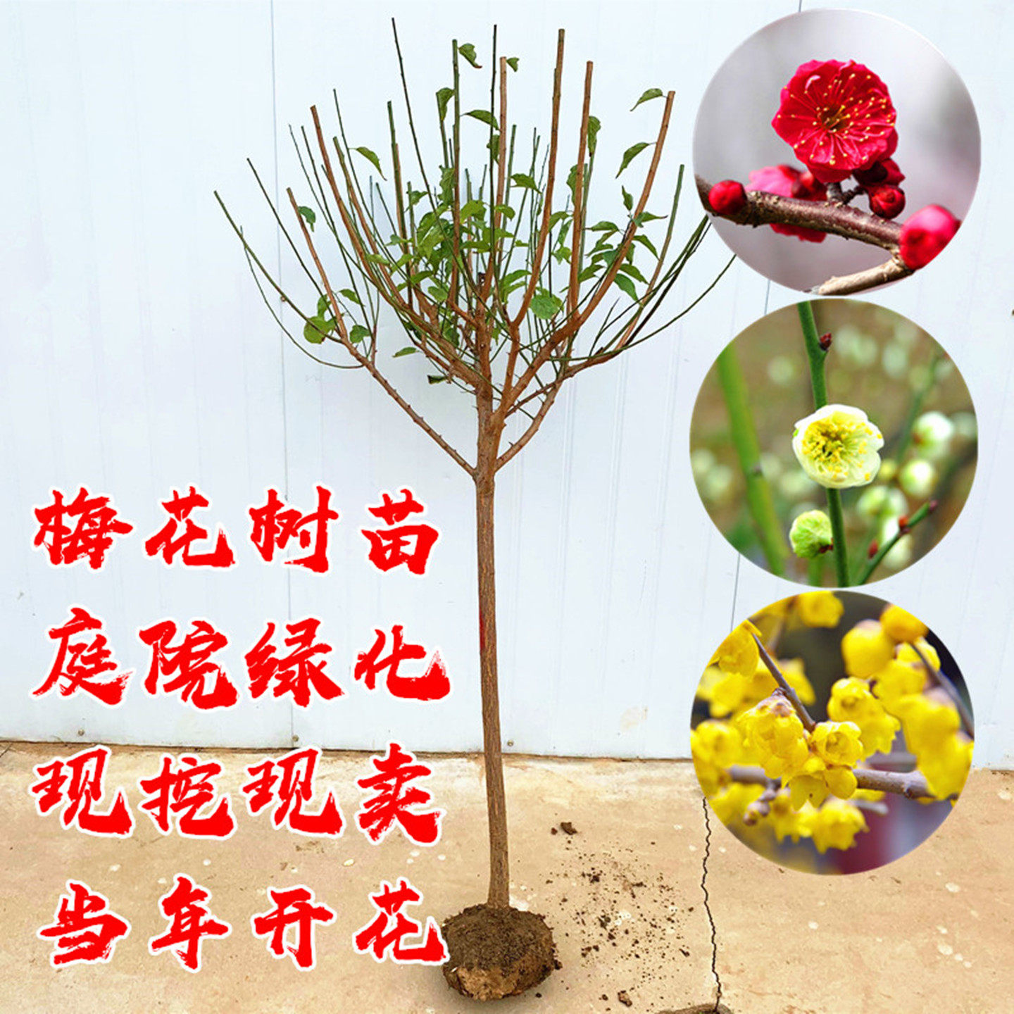 庭院绿化浓香原生红梅树当年开花