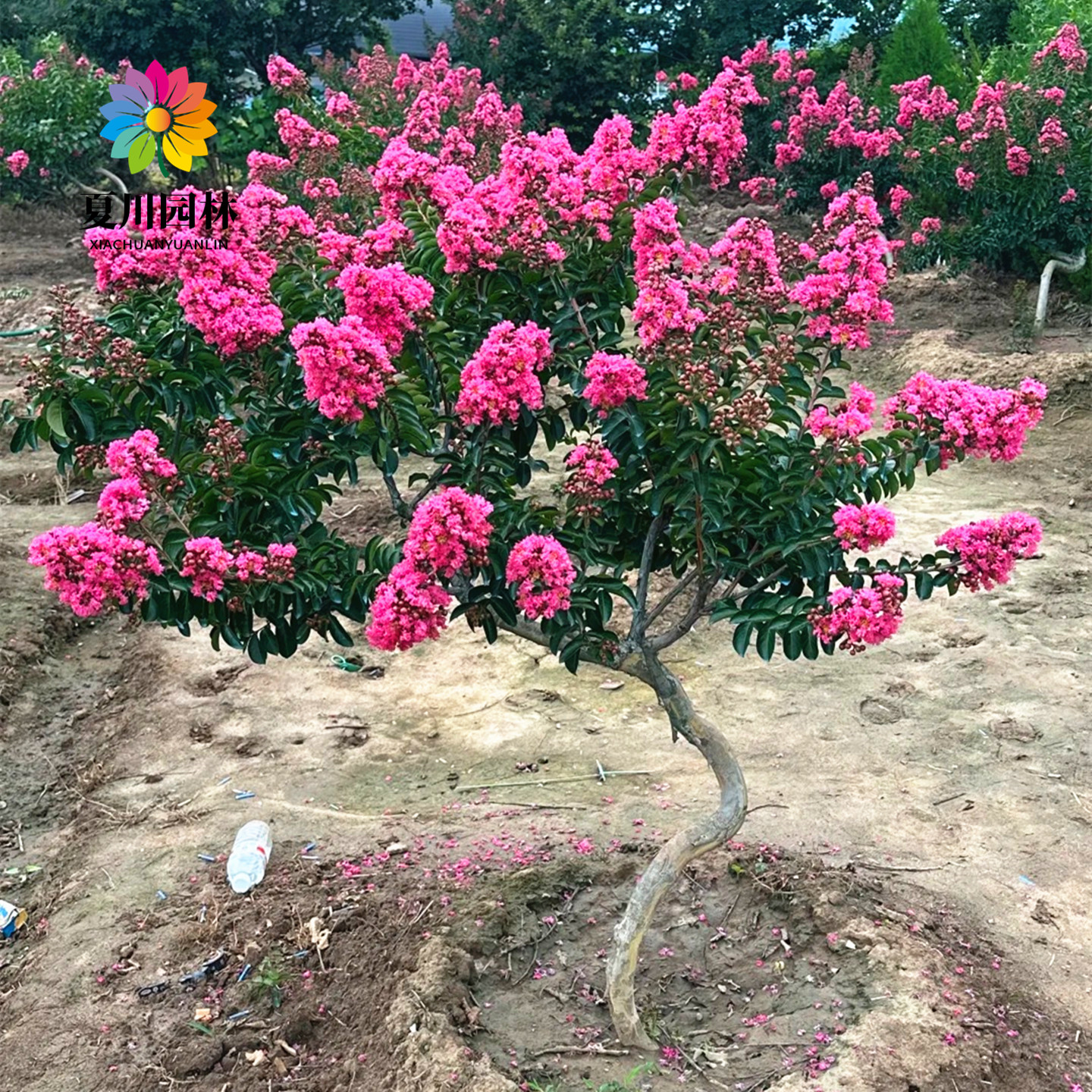造型耐寒宫粉紫薇花树苗当年开花