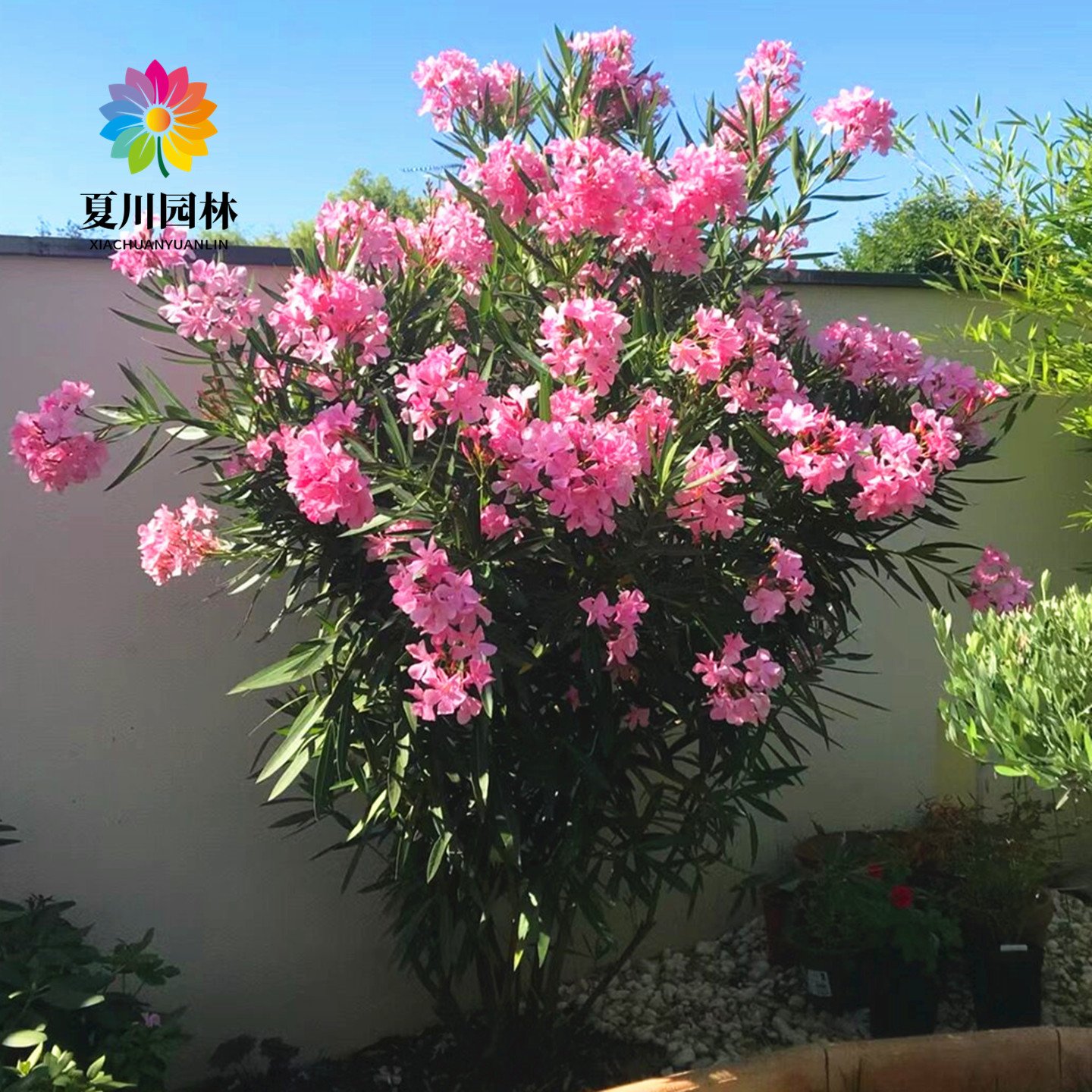 庭院绿化耐寒夹竹桃花苗当年开花