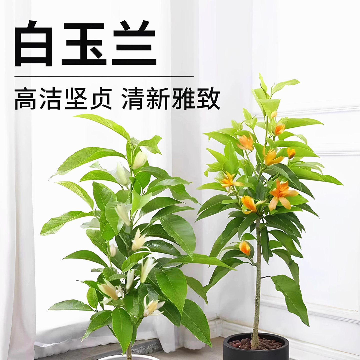 室内庭院浓香型白兰花黄桷兰花苗