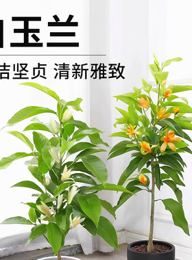 盆栽白兰花树苗黄桷兰花别墅庭院室内大型花卉四季常青浓香风景树