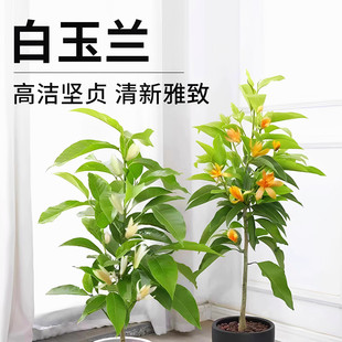 盆栽白兰花树苗黄桷兰花别墅庭院室内大型花卉四季常青浓香风景树
