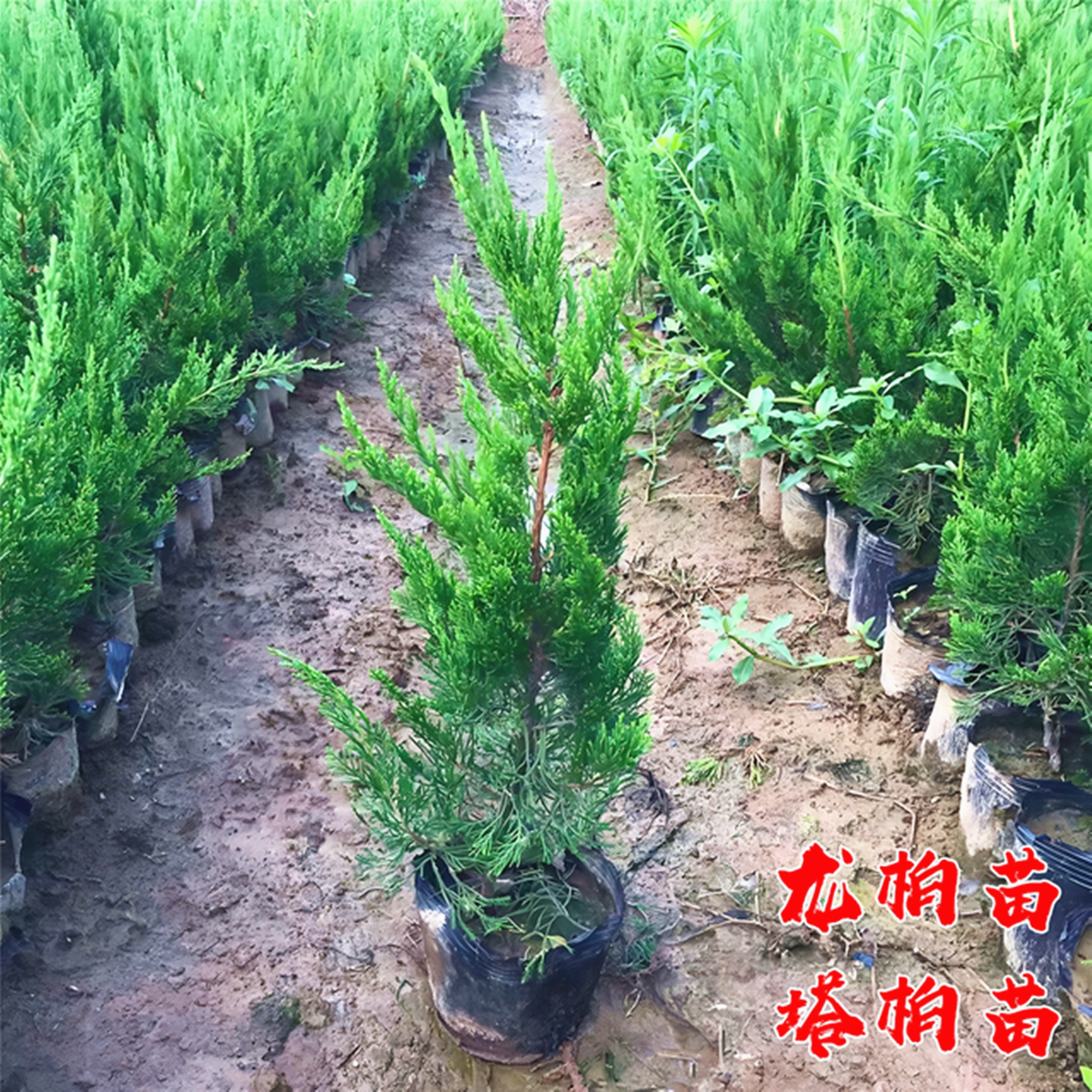 龙柏树苗塔柏苗龙柏球小苗四季常青绿化苗蜀块塔松树苗桧柏墓地松