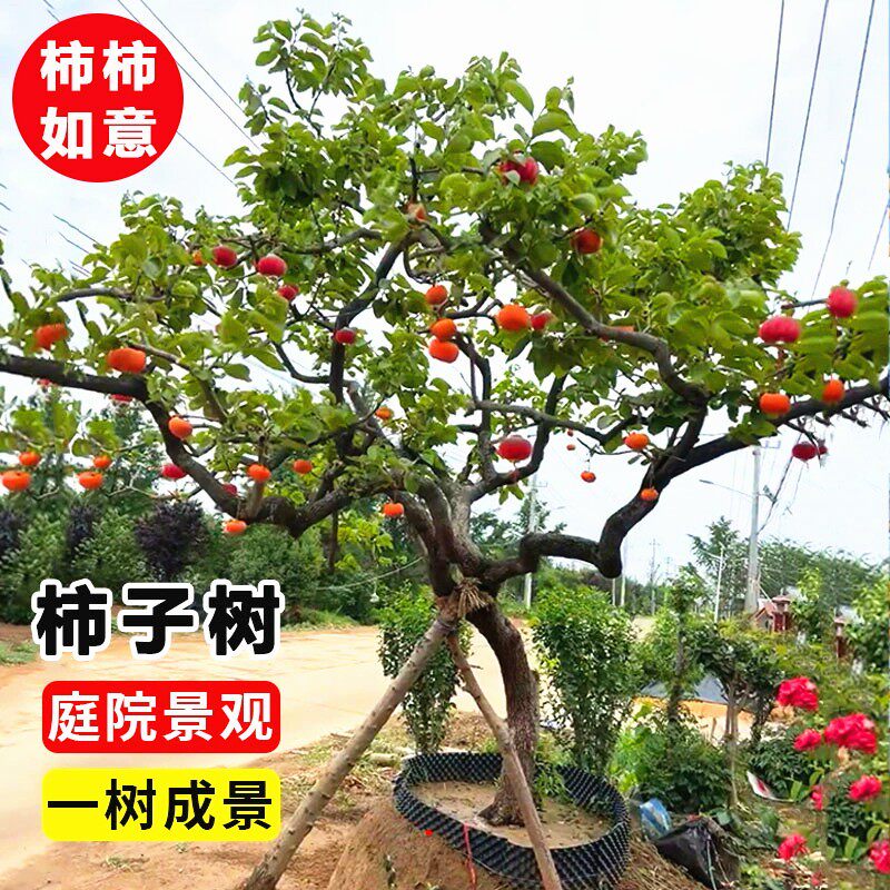 别墅耐寒造型龙爪柿子树当年结果