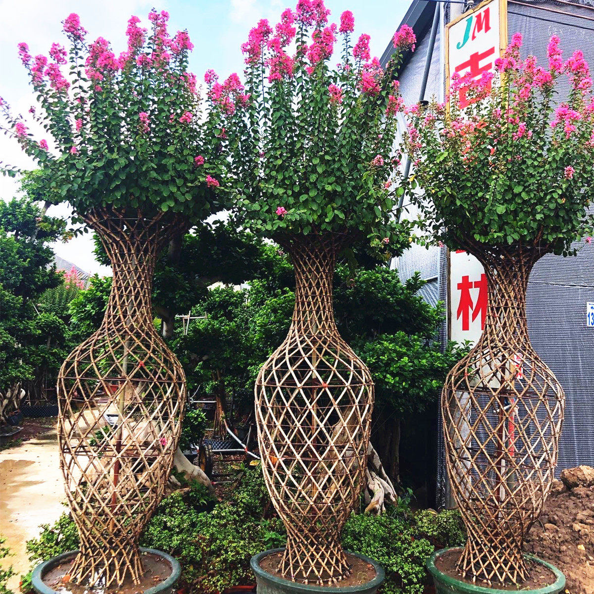 高档紫薇造型花瓶紫薇花瓶桂花花瓶海棠花瓶别墅庭院造型树风景树