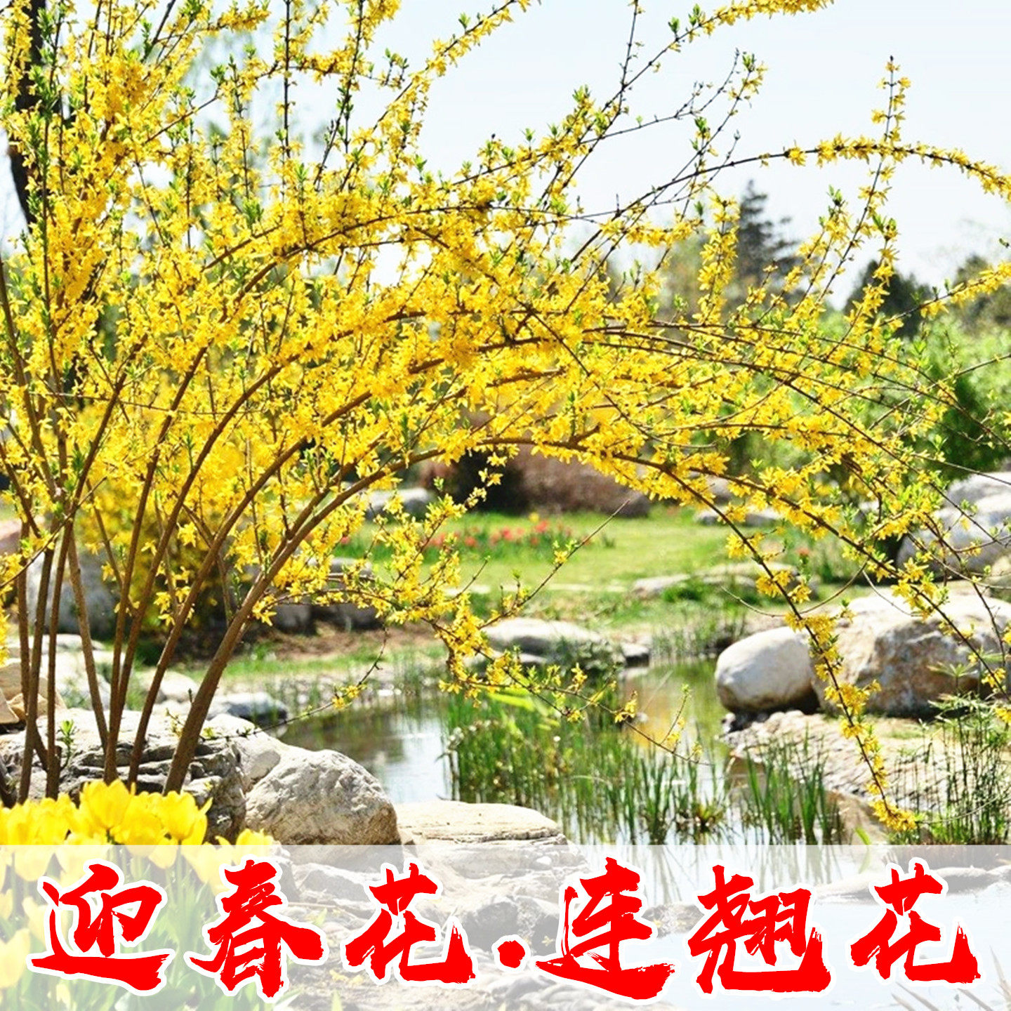 迎春花树苗盆栽迎春花苗庭院绿化耐寒爬藤攀援花卉树状连翘花树苗