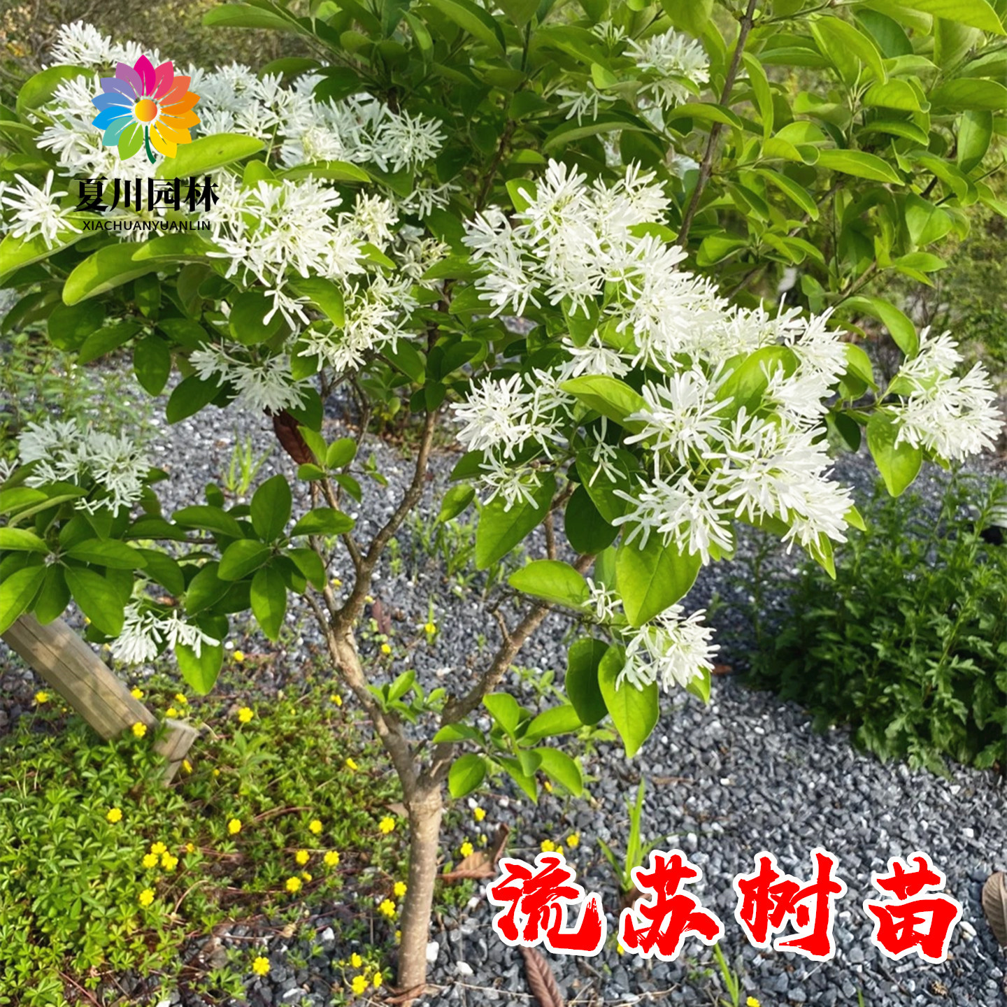 流苏树苗流苏小苗嫁接桂花母本砖木油根子树苗庭院绿化风景树苗木