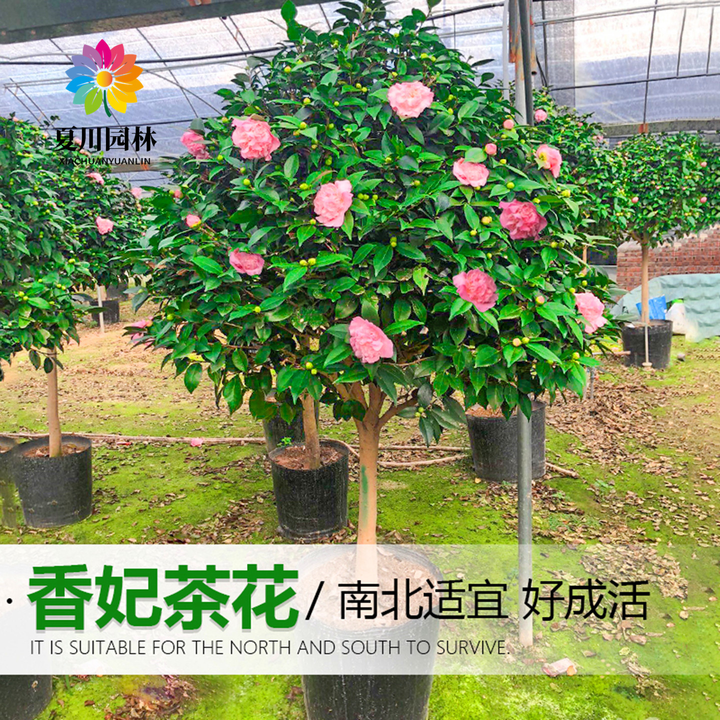 别墅耐寒浓香型香妃茶花当年开花