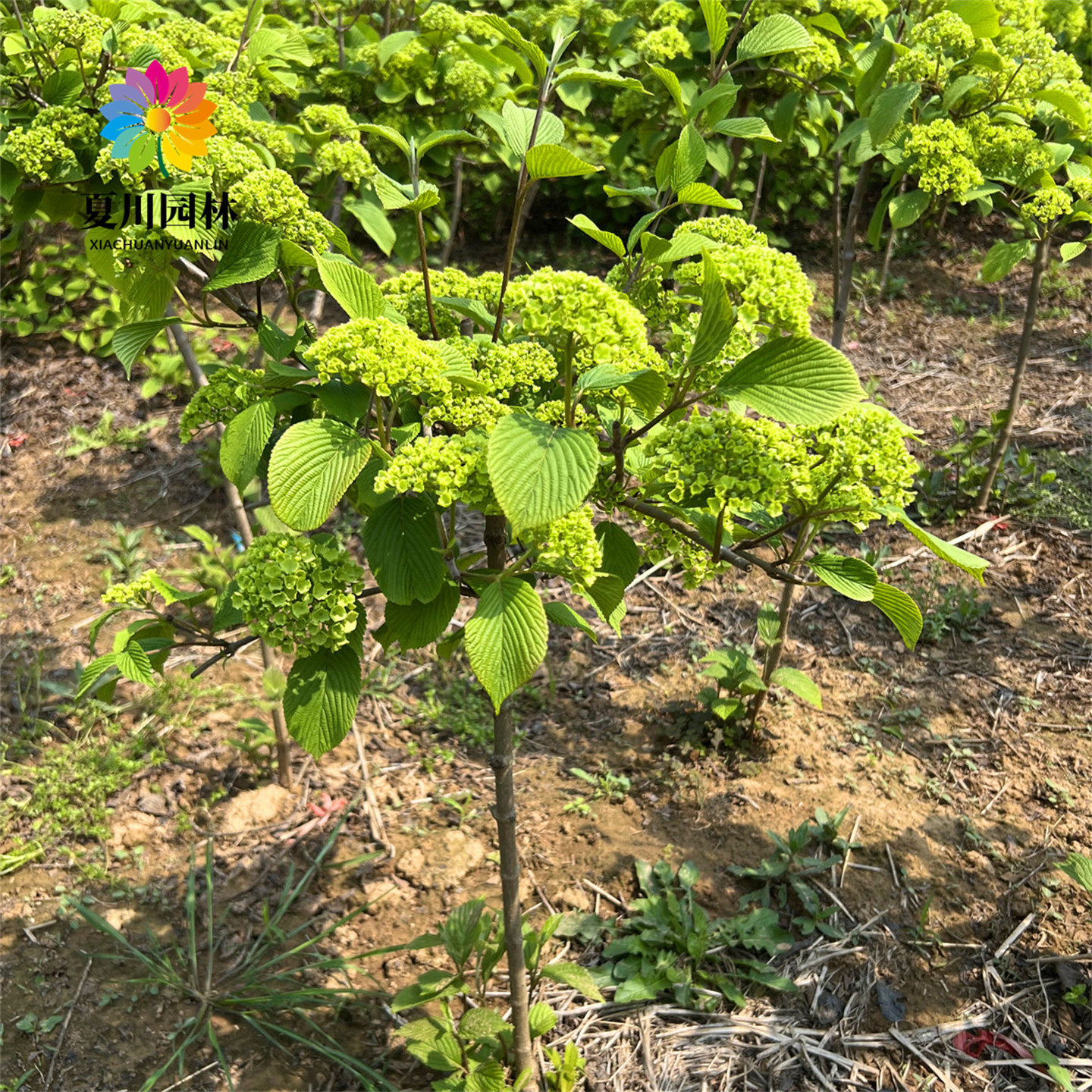 丛生白麻球棒棒糖中华木绣球麻球