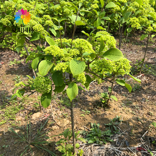 丛生白麻球棒棒糖中华木绣球麻球南方北方耐寒木本绣球粉团荚蒾花