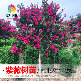 紫薇树苗盆栽紫薇花苗红花紫薇红火箭紫薇别墅庭院绿化大型风景树
