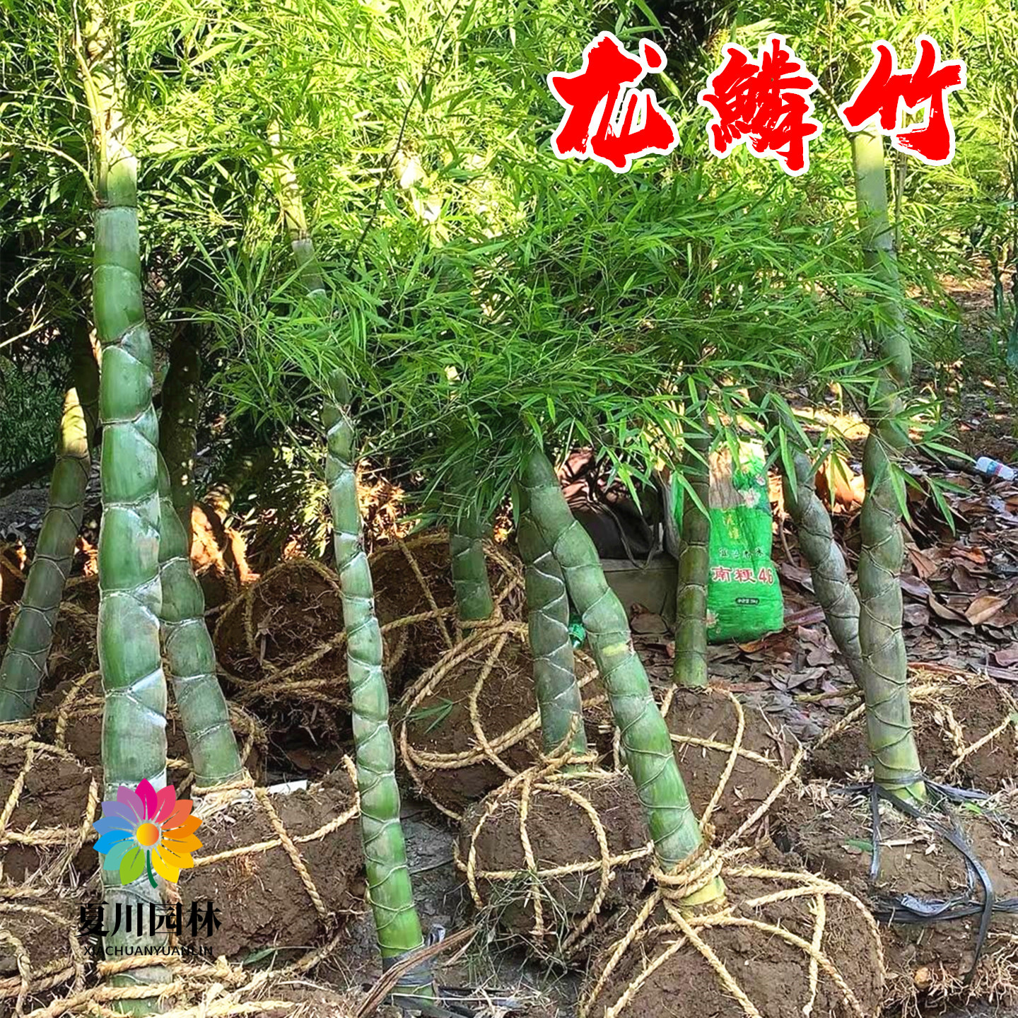 别墅景观树龙鳞竹四季常青禅意树