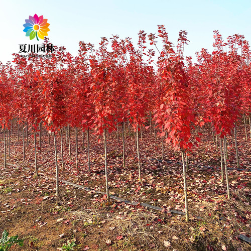 庭院绿化美国红枫耐寒彩色风景树