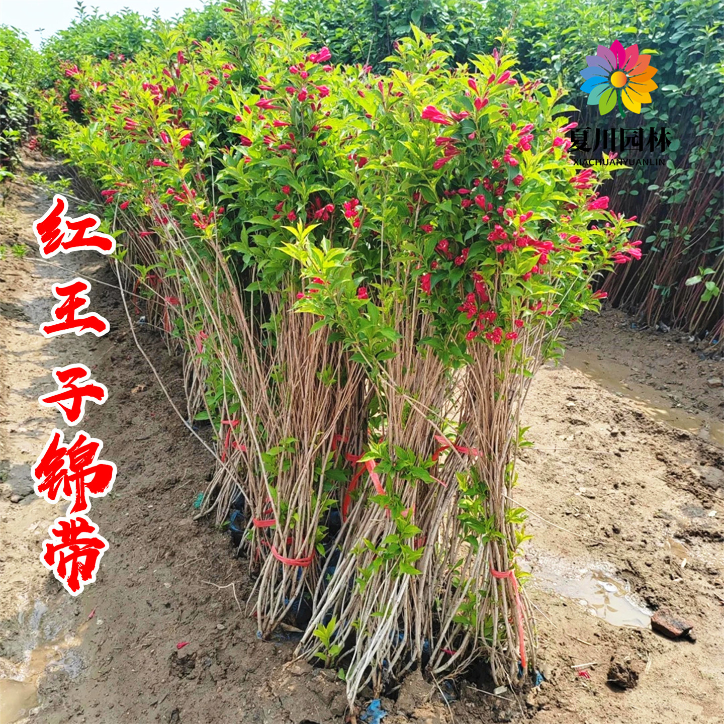 庭院绿化浓香红王子锦带当年开花