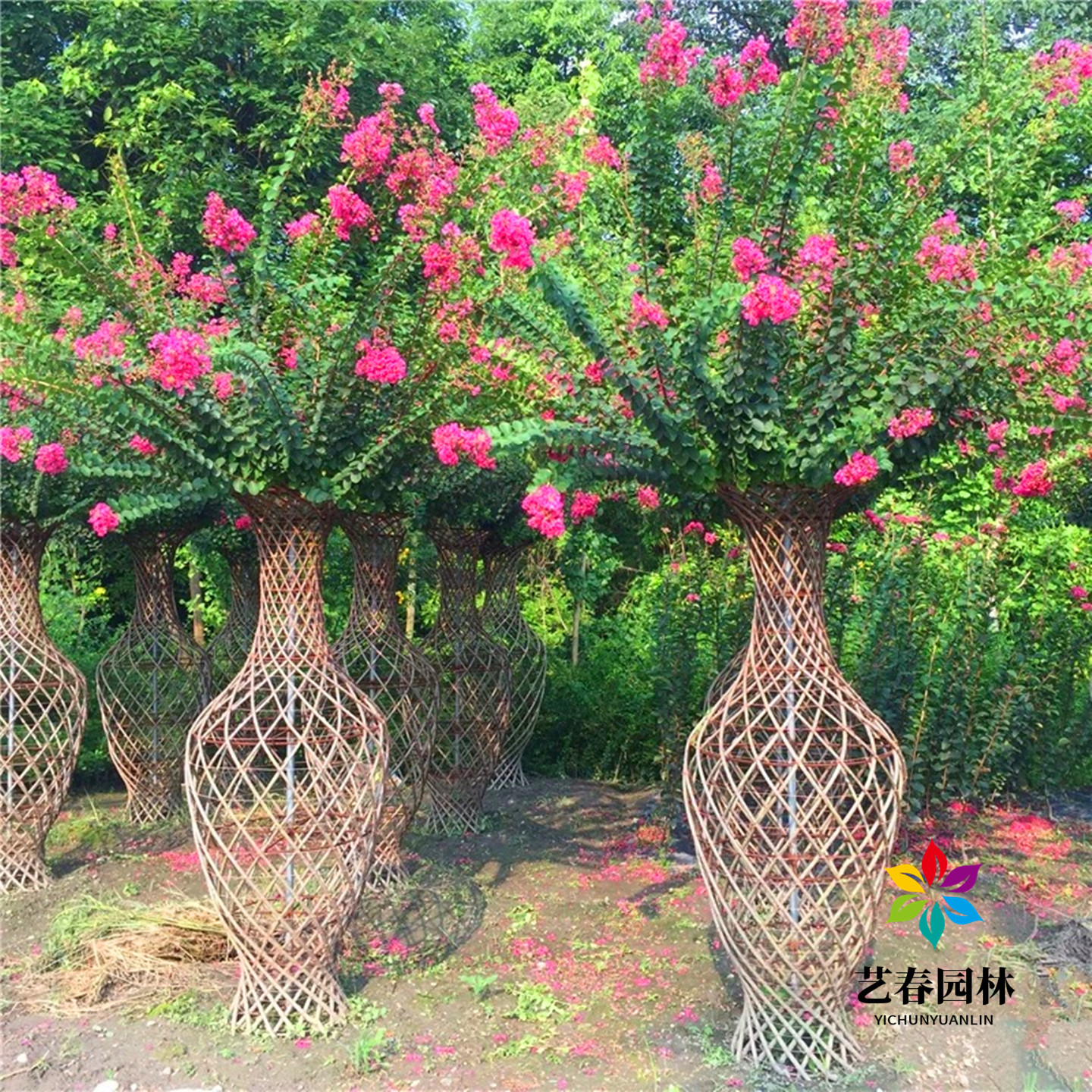 别墅造型花瓶当年开花树桂花花瓶
