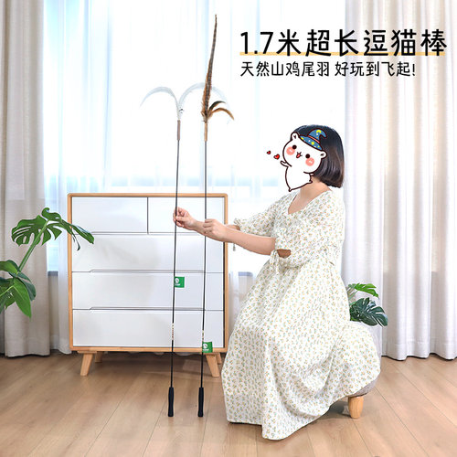 猫咪农场超长山鸡羽毛木天蓼