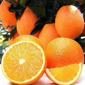 水果甜蜜多汁整箱农家手剥甜橙 纽荷尔橙子 新鲜当季 湖北秭归脐橙
