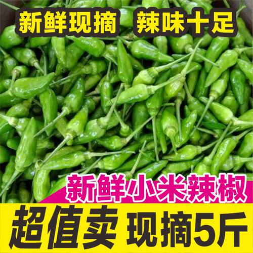 广西5斤野山椒超辣农家新鲜