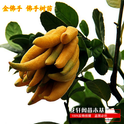 室内外盆栽花卉 佛手苗 金佛手 佛手树苗 净化空气各种规格结果苗