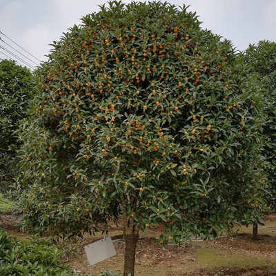 丹桂桂花树金桂状元红朱砂八月桂庭院盆栽咸宁桂花树苗大树15公分