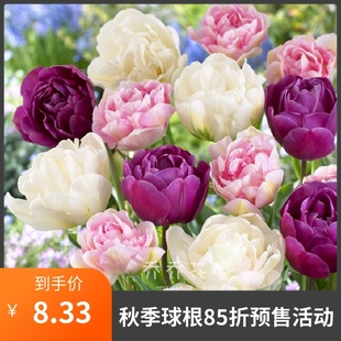 乔乔花屋 进口郁金香种球重瓣品种3粒装自然球 11月下旬发货