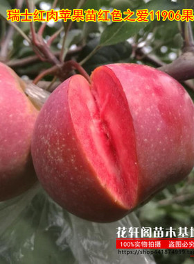 瑞士红肉苹果苗红色之爱11906果树苗盆栽地栽四季种植水果苗带盆