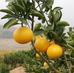 庆元甜桔柚苗黄金柑子苗建阳甜橘柚树苗桔子柚子苗当年结果甜桔柚