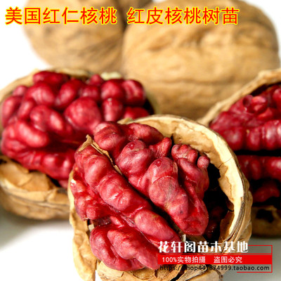 美国红仁核桃 红皮核桃树苗 红仁核桃苗 紫皮核桃果树苗当年结果