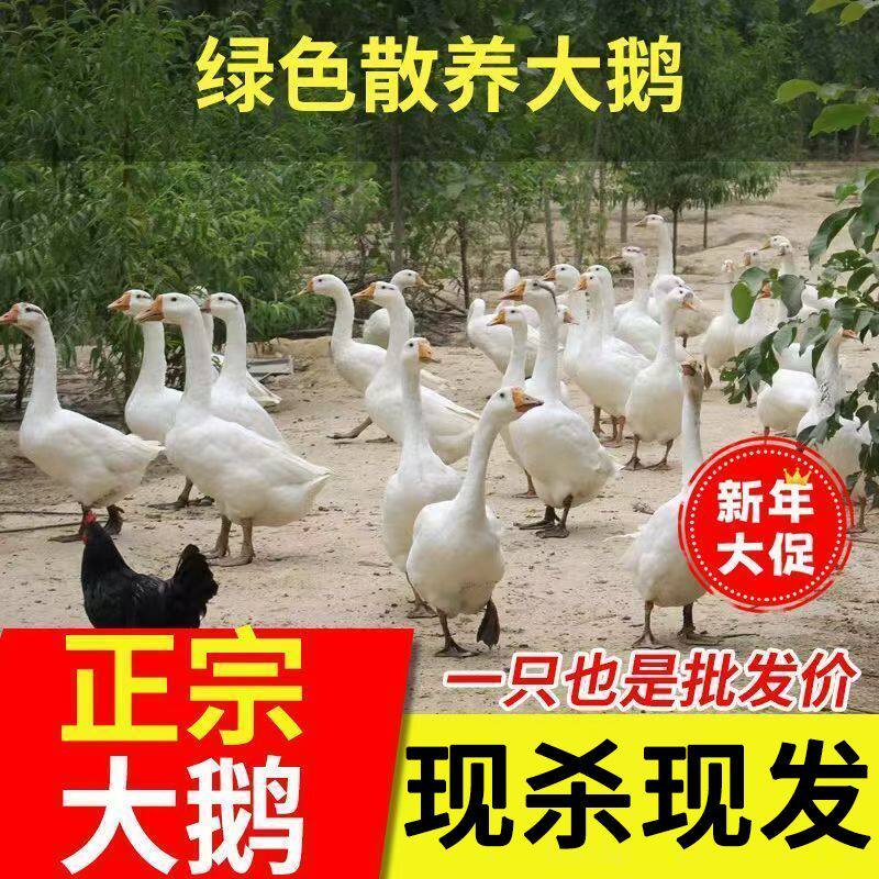 散养大白鹅农家土鹅新鲜现杀鹅肉整只青年鹅仔鹅铁锅炖大鹅生鲜