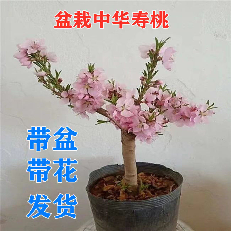 盆栽桃树苗带盆带花带果带叶发货庭院南方北方种植果树苗当年结果