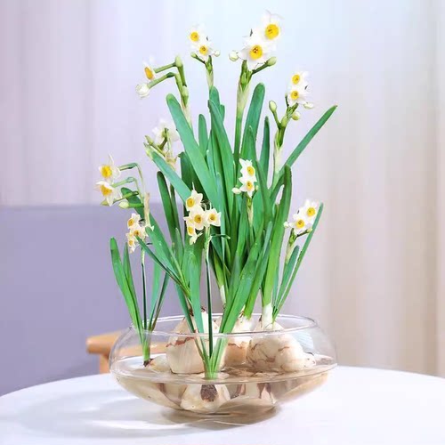 时尚简约玻璃盆桌面花瓶水培植物