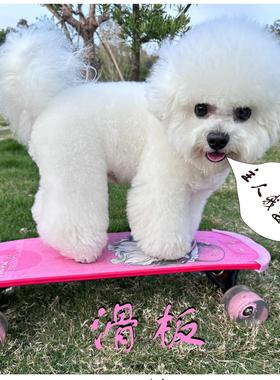 狗狗宠物滑板满足比熊泰迪约克夏西施小型犬转弯灵活飘逸零基础教