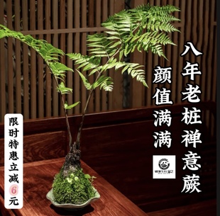 网红浮檀蕨苔玉球苔藓球紫琪蕨类植物绿植一叶蕨大型盆栽盆景造景