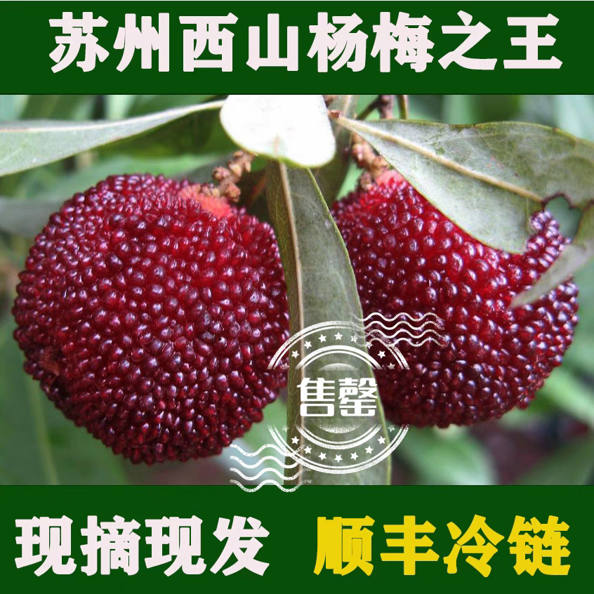 苏州西山樟坞浪荡子杨梅新鲜5斤PK仙居东魁现摘现发顺丰冷链礼盒
