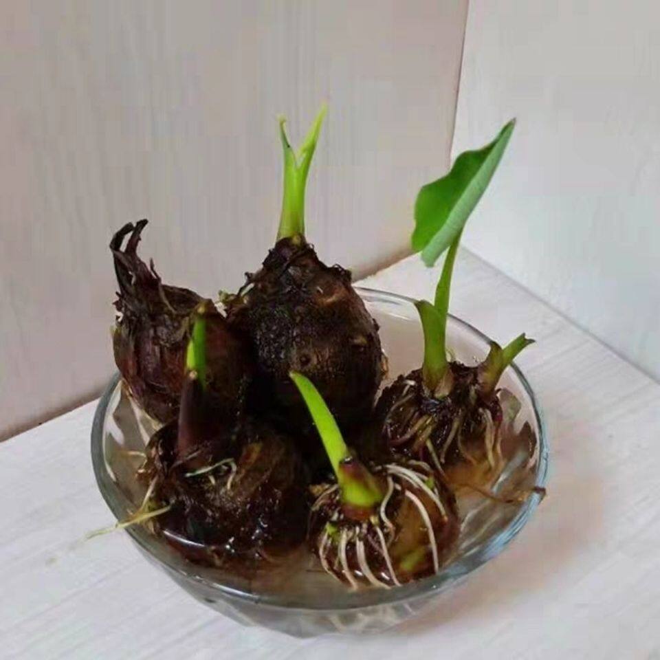 水培芋头苗水培植物水培绿植水培盆栽水培植物水培绿植水培绿植