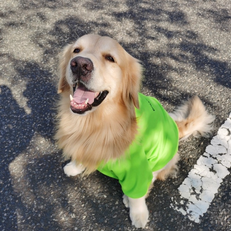 网红加绒大狗衣服宠物狗狗卫衣金毛拉布拉多大型犬绿色秋冬厚款