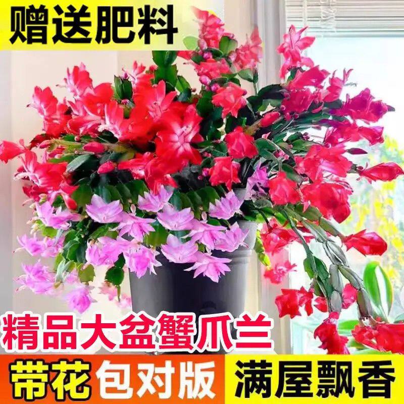 大红大紫双色蟹爪兰客厅阳台
