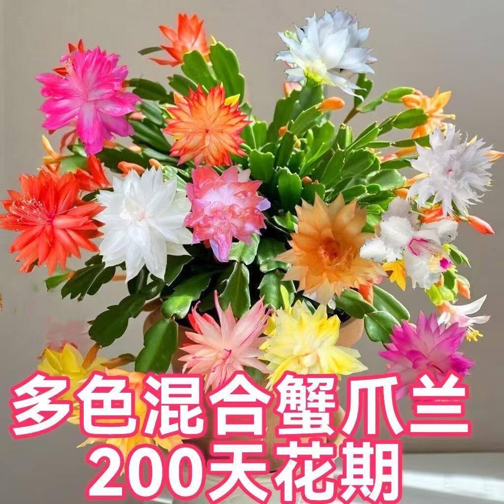 【带花苞】多色蟹爪兰花苗盆栽多色四季开花重瓣多肉植物室内花卉