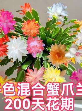 多色蟹爪兰多肉植物客厅四季开花