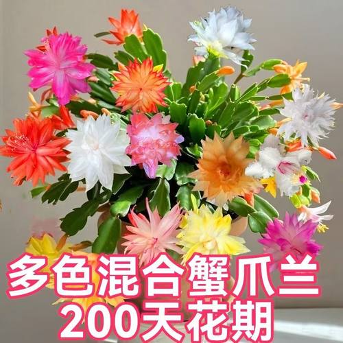 多色蟹爪兰多肉植物客厅四季开花