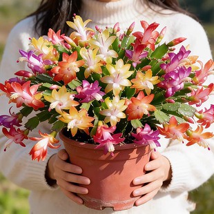 【年宵花】重瓣蟹爪兰带花苞花苗盆栽四季多肉植物室内冬耐寒花卉