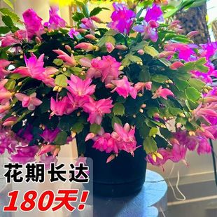 【粉波卡尔】重瓣蟹爪兰四季开花阳台多肉绿植花卉盆栽室内带花苞