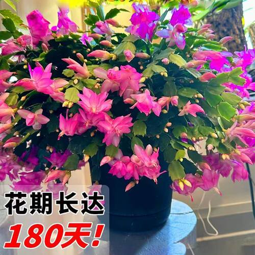 粉色波卡尔蟹爪兰四季开花带花苞