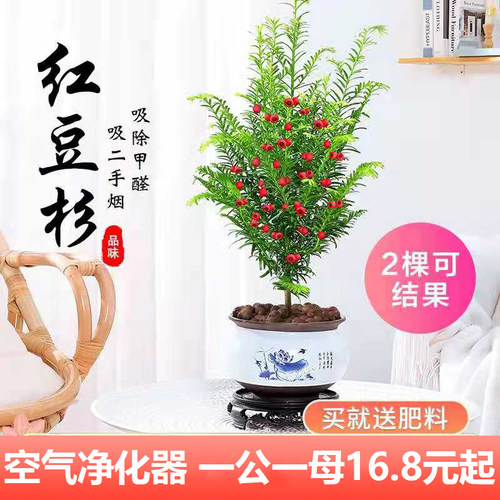 南方红豆杉盆景树苗